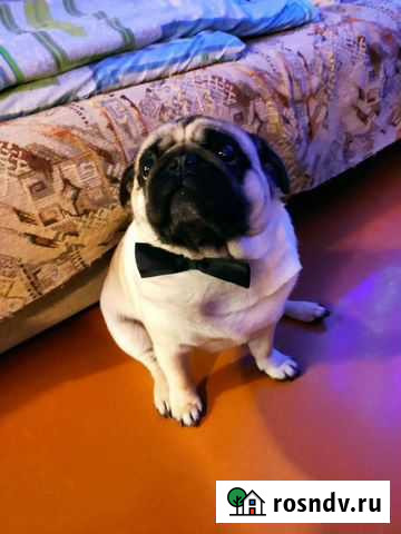 Вязка собак Воронеж - изображение 1