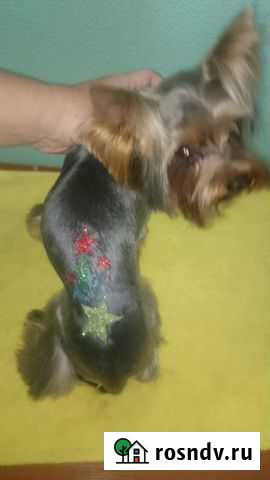 Стрижка маленьких собак Саратов - изображение 1