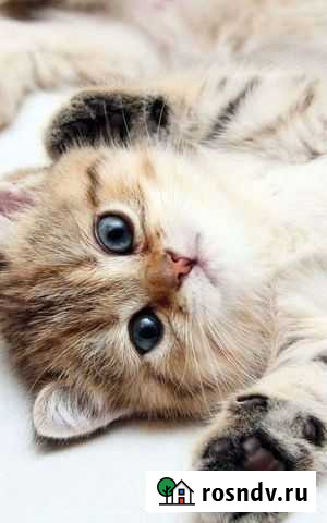 Передержка кошек Ханты-Мансийск - изображение 1