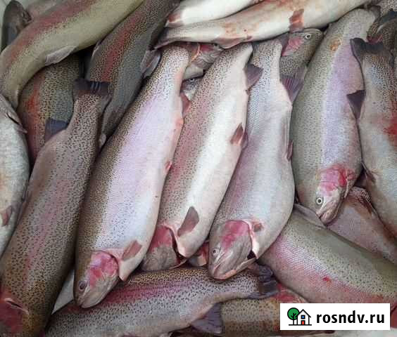 Форель Карельская свежая с доставкой по Курску Курск - изображение 1