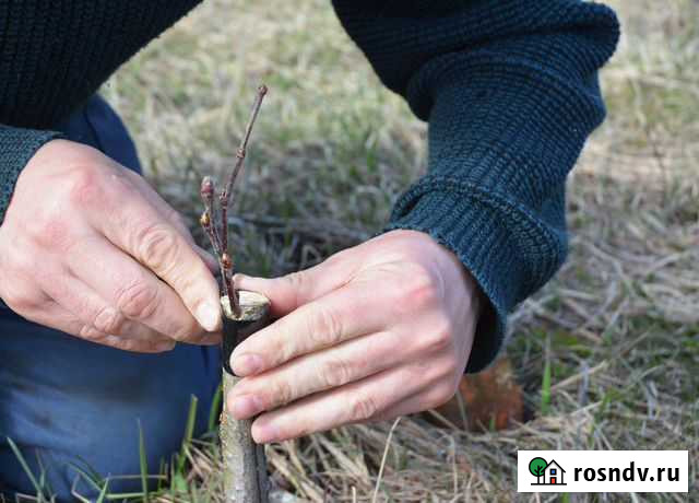 Обрезка плодовых деревьев Калуга - изображение 1