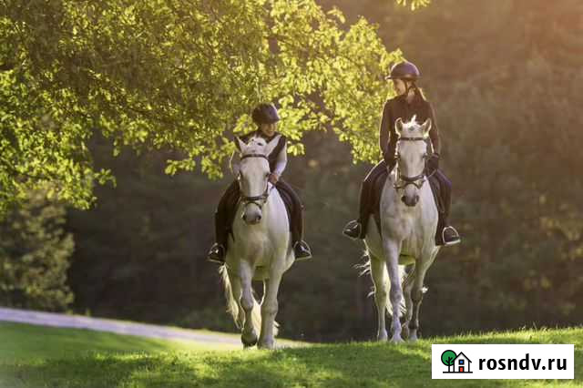 Прогулки верхом на лошадях Мурино - изображение 1