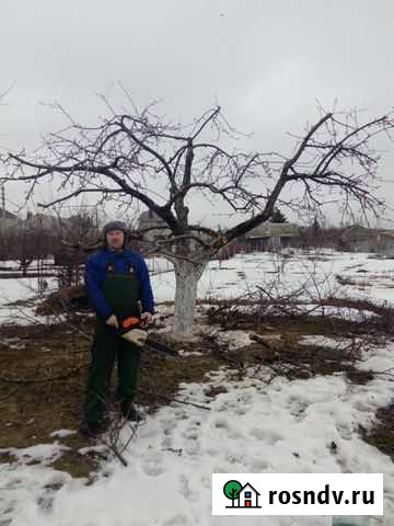 Обрезка Плодовых и Удаление Аварийных Деревьев Воронеж - изображение 1