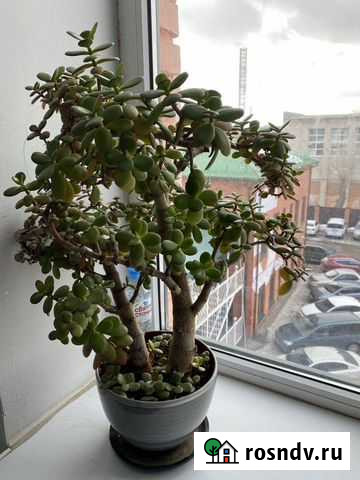 Продам готовую фирму ооо Тула - изображение 1