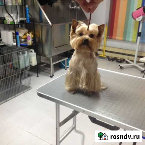 Стрижка тримминг снятие зубного камня, все породы Красногорск - изображение 1