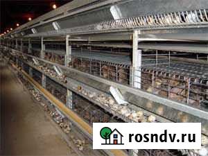 Перепелинная ферма аренда и продажа Обухово - изображение 1