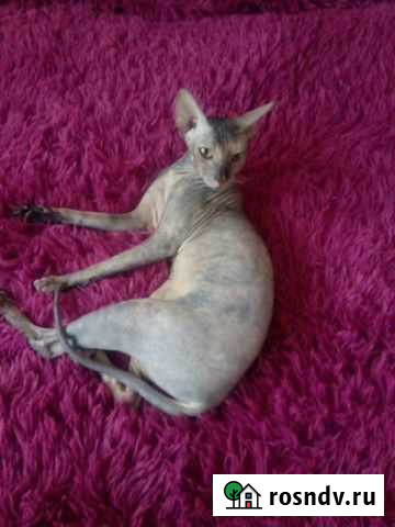 Донской сфинкс ищет жениха Ярославль - изображение 1