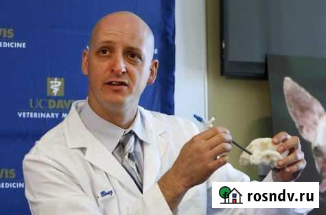 Ветеринарный врач на дом Санкт-Петербург - изображение 1