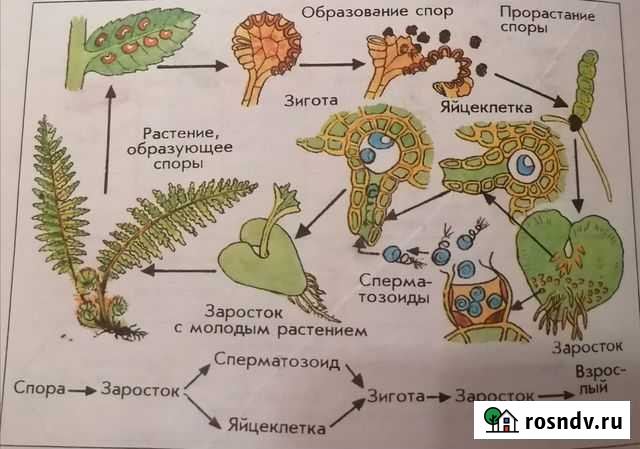 Репетитор по биологии Муром - изображение 1