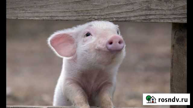 Забой свиней Малоярославец - изображение 1