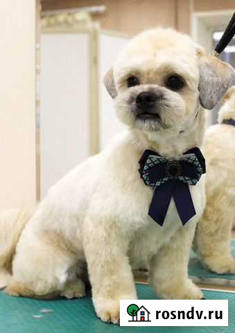 Стрижка собак и кошек Воронеж - изображение 1