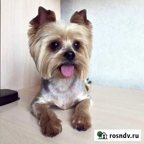 Грумер Казань - изображение 1