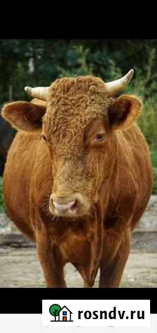 Набираю клиентов на мясо (говядина Козулька - изображение 1