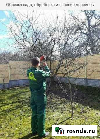 Обрезка деревьев,лечение,реставрация Саратов - изображение 1