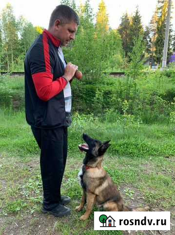 Кинолог Всеволожск - изображение 1