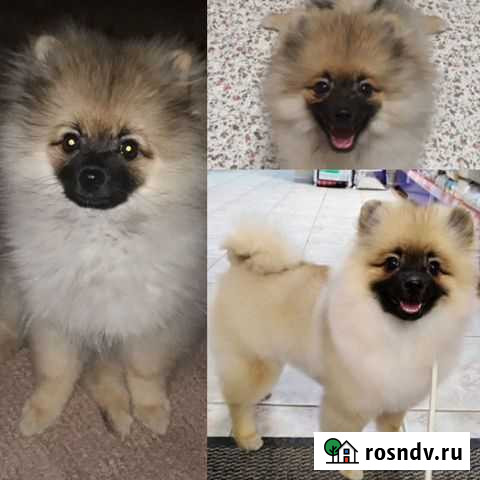 Груминг/стрижка животных Пермь - изображение 1