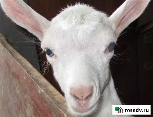 Обезроживание,кастрация Дмитров - изображение 1