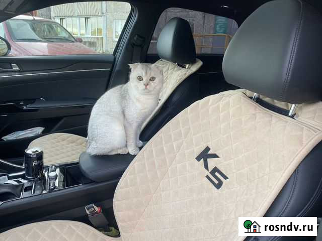 Ищем кошку для вязки Мурманск - изображение 1