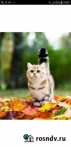 Передержка животных Ижевск - изображение 1