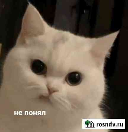 It специалист Выселки