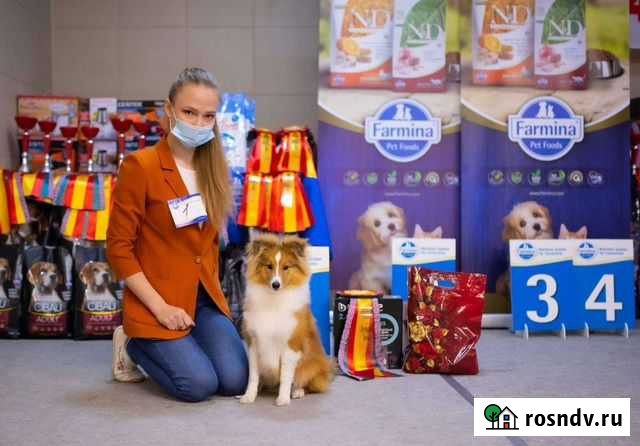 Хендлер, подготовка квыставкам Нижний Новгород - изображение 1