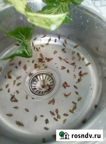 Уничтожение клопов, тараканов, дезинфекция Ростов-на-Дону - изображение 1