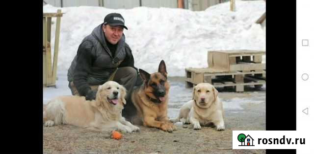 Дрессировка собак Кемерово - изображение 1