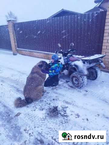 Продам квадроцикл Печерск - изображение 1