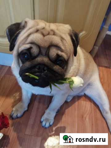 Вязка мопса Новосибирск - изображение 1