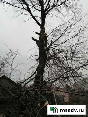 Спил любых и сложных деревьев Россошь - изображение 1