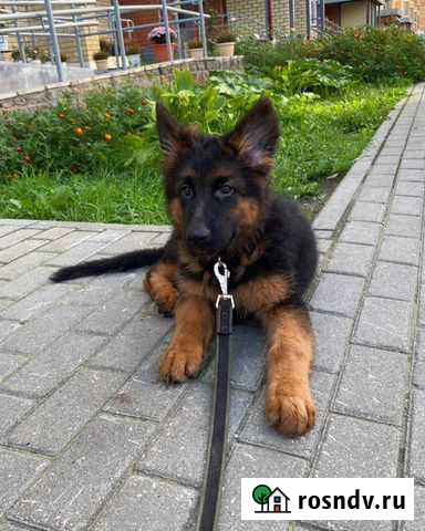 Догситтер, зооняня, зоопсихолог, кэтситтер Королев - изображение 1