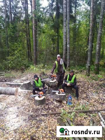 Вырубим деревья бесплатно Киров - изображение 1