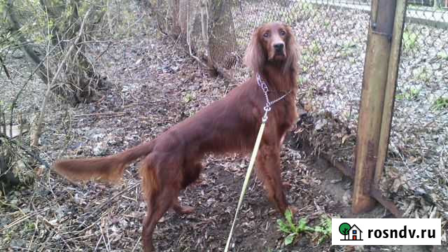 Ирландский красный сеттер для вязки (кобель) Пермь - изображение 1