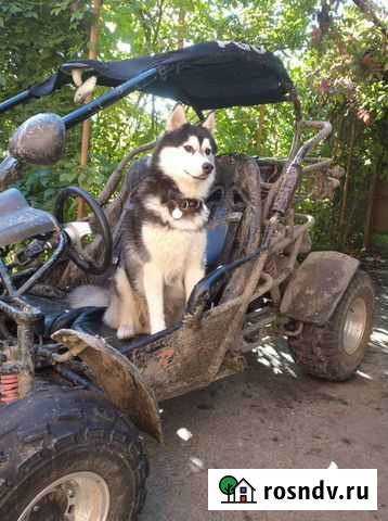 Выездной ремонт снегоуборщиков и генераторов Сергиев Посад - изображение 1