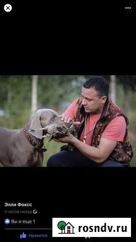 Веймаранер вязка Одинцово - изображение 1