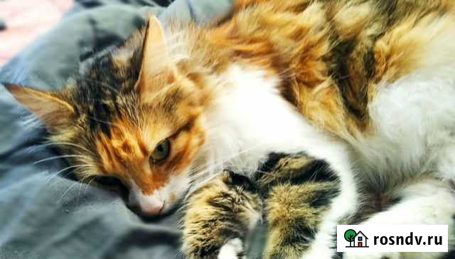 Вижу на заказ Севастополь - изображение 1