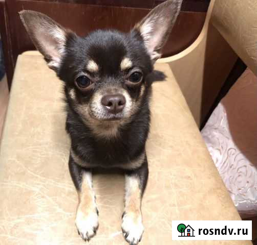 Вязка чихуахуа Сыктывкар - изображение 1