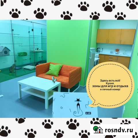 Зоогостиница Рязань Кототель62 для кошек, мышек, п Рязань - изображение 1