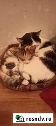 Передержка животных на время отпуска Иваново - изображение 1