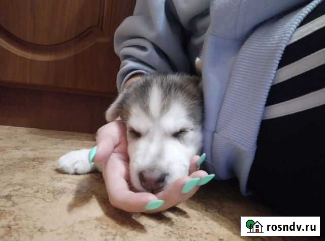 Передержка собак и кошек Владимир - изображение 1