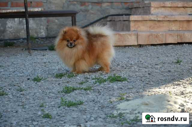 Померанский шпиц жених Тамбов - изображение 1