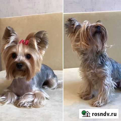 Стрижка собак и кошек Краснодар - изображение 1