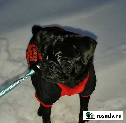 Вязка мопс Воскресенск - изображение 1