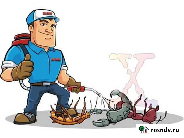 Уничтожение (дезинсекция) тараканов и клопов Муром - изображение 1