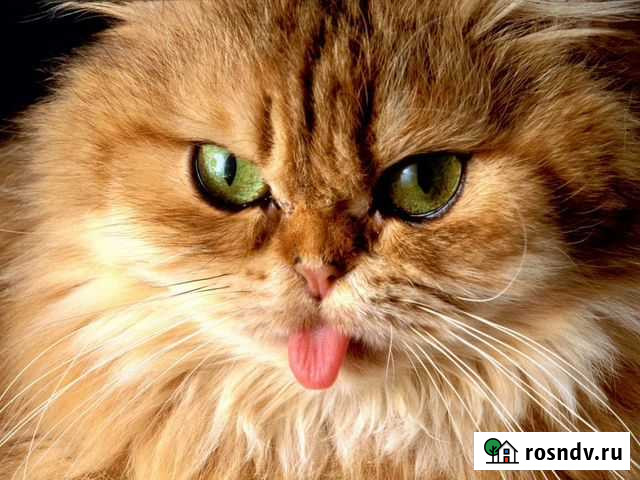 Безболезненное усыпление домашних животных на дому Санкт-Петербург - изображение 1