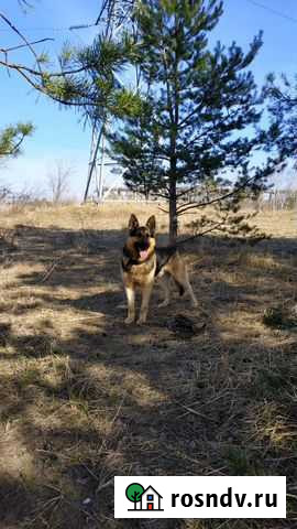 Дрессировка и воспитание собак Нижний Новгород - изображение 1