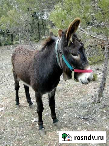 Катание на ослике Златоуст - изображение 1