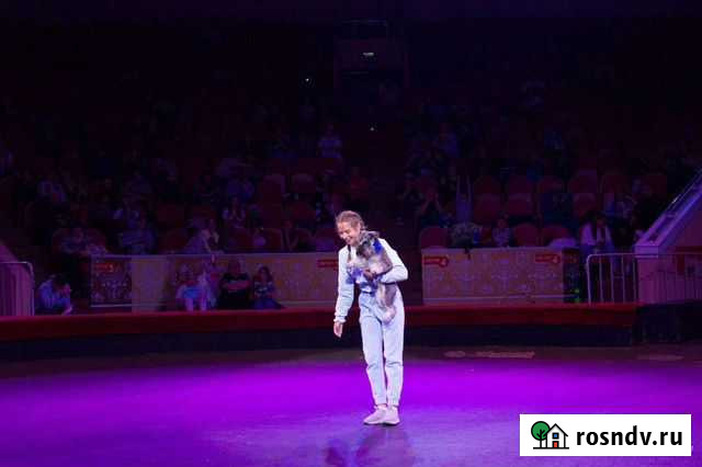 Фристайл (трюковая дрессировка ) Омск - изображение 1