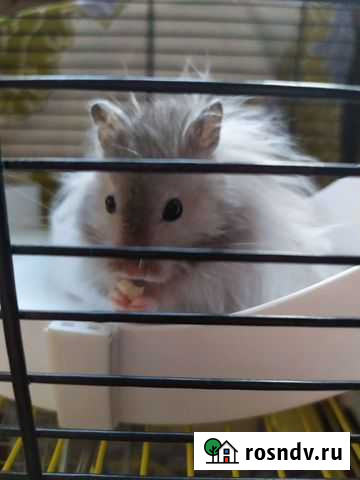 Передержка животных Санкт-Петербург - изображение 1