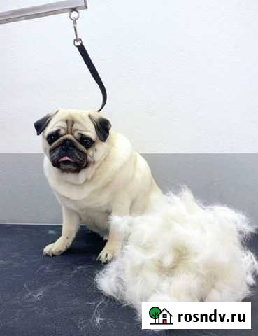 Грумер (стрижка собак), экспресс-линька Пермь - изображение 1